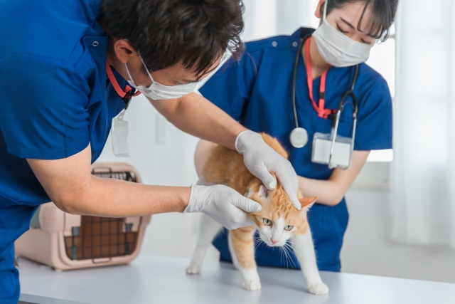猫を保定する動物看護師の画像